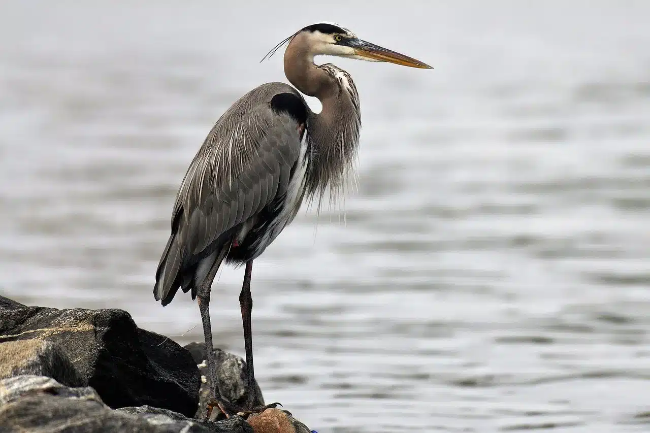 white-bellied-heron white-bellied-heron