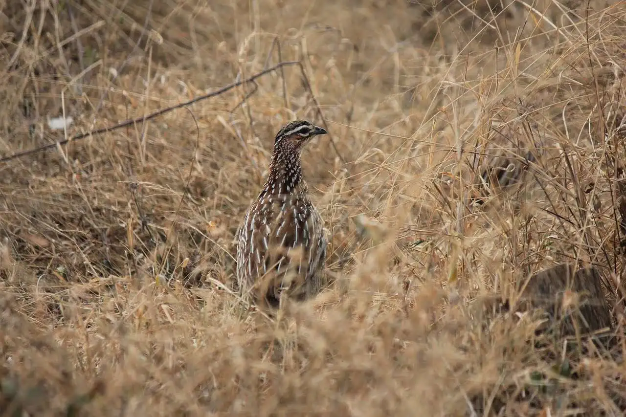 swamp-francolin swamp-francolin