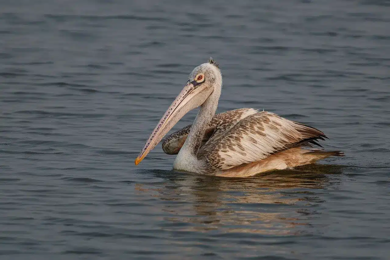 spot-billed-pelican spot-billed-pelican