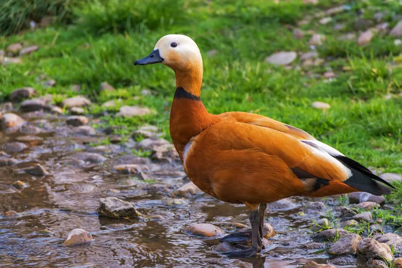 ruddy-shelduck ruddy-shelduck