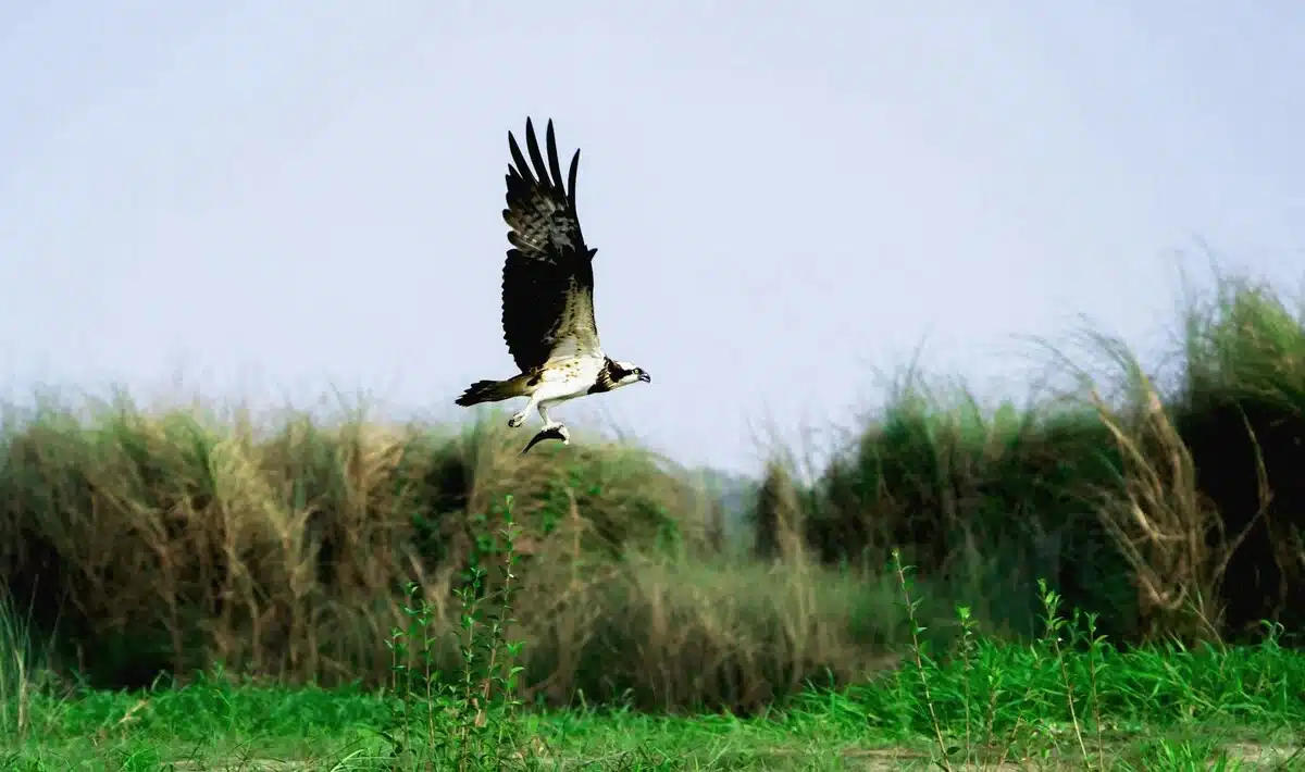 osprey osprey