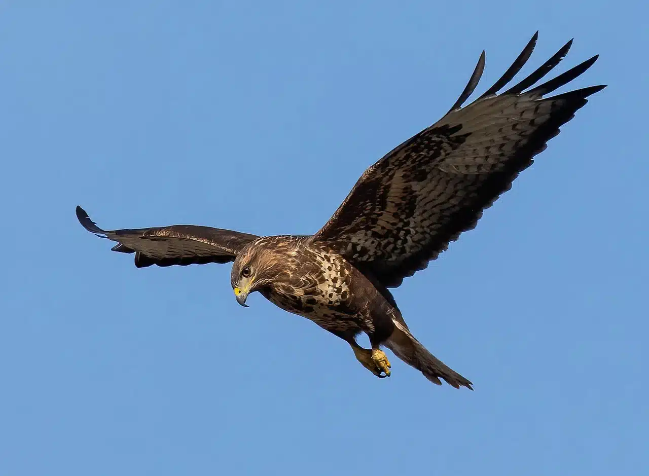 oriental-honey-buzzard oriental-honey-buzzard