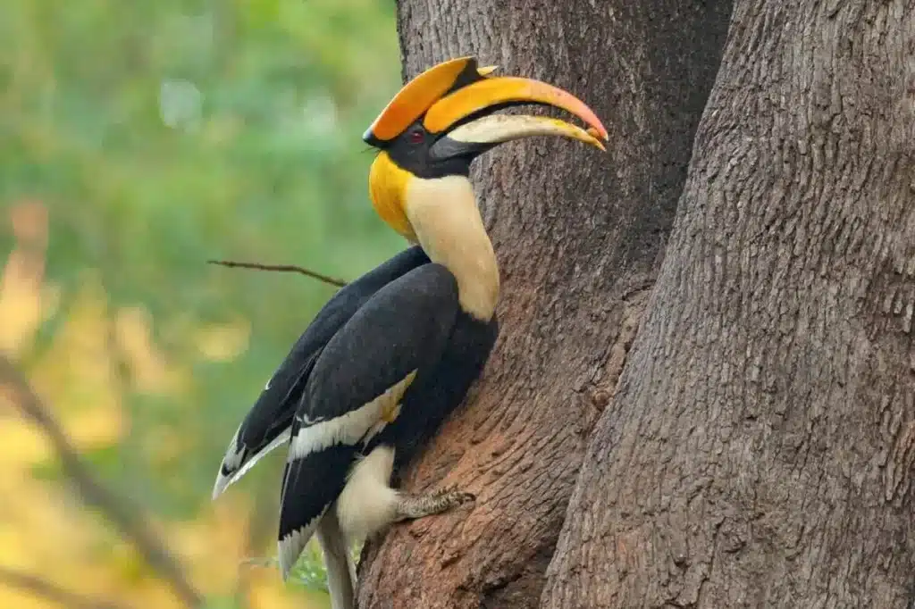 great-indian-hornbill great-indian-hornbill