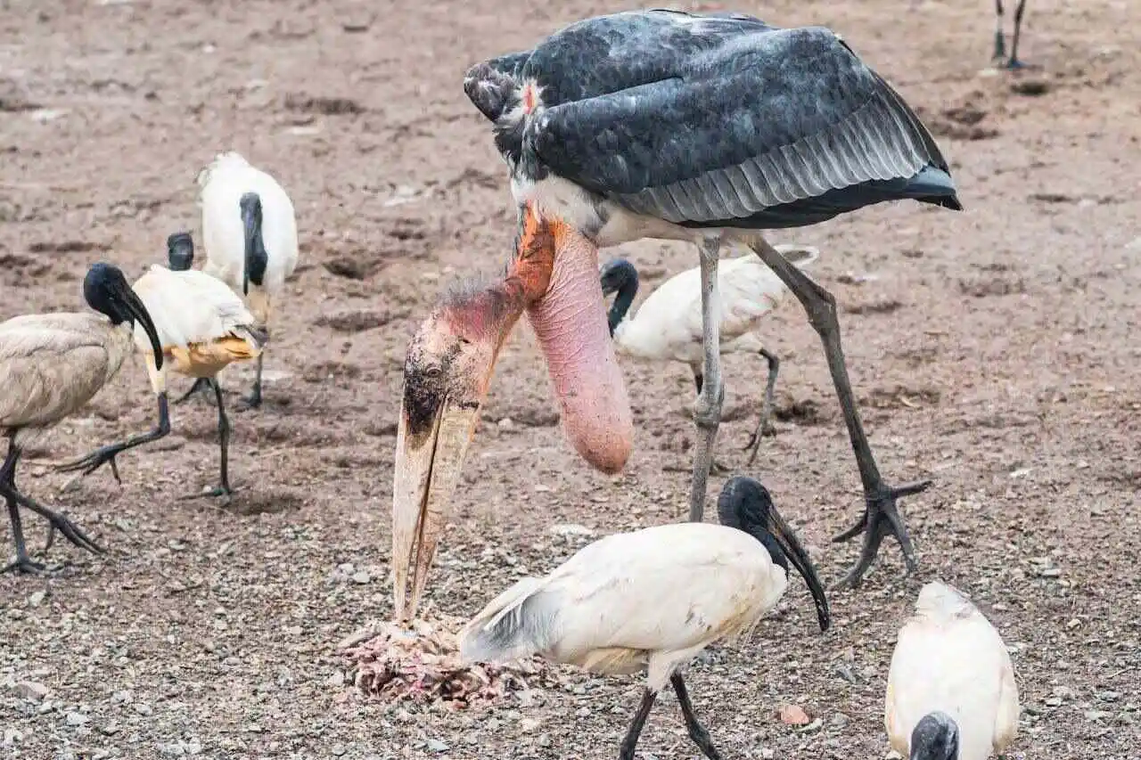 greater-adjutant-stork greater-adjutant-stork