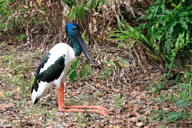 black-necked-stork black-necked-stork