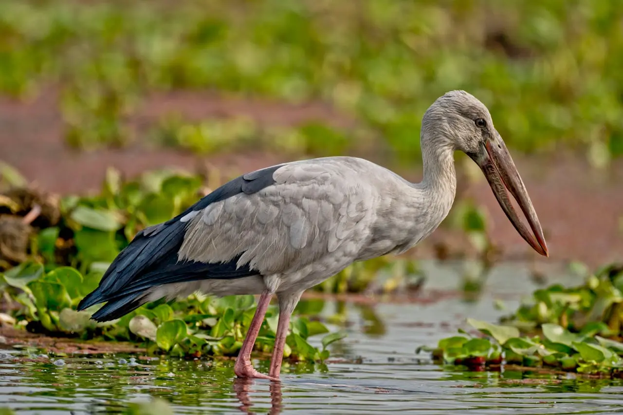 asian-openbill-stork asian-openbill-stork