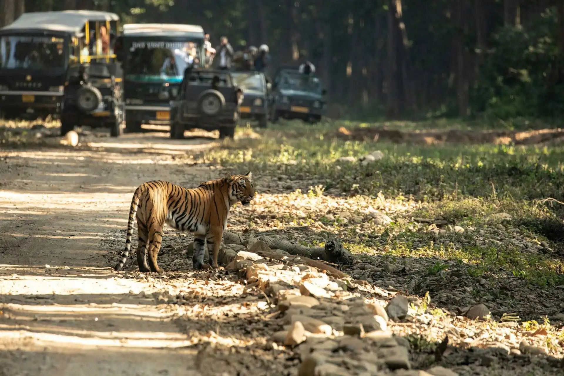 jeep-safari-spot-tigers jeep-safari-spot-tigers
