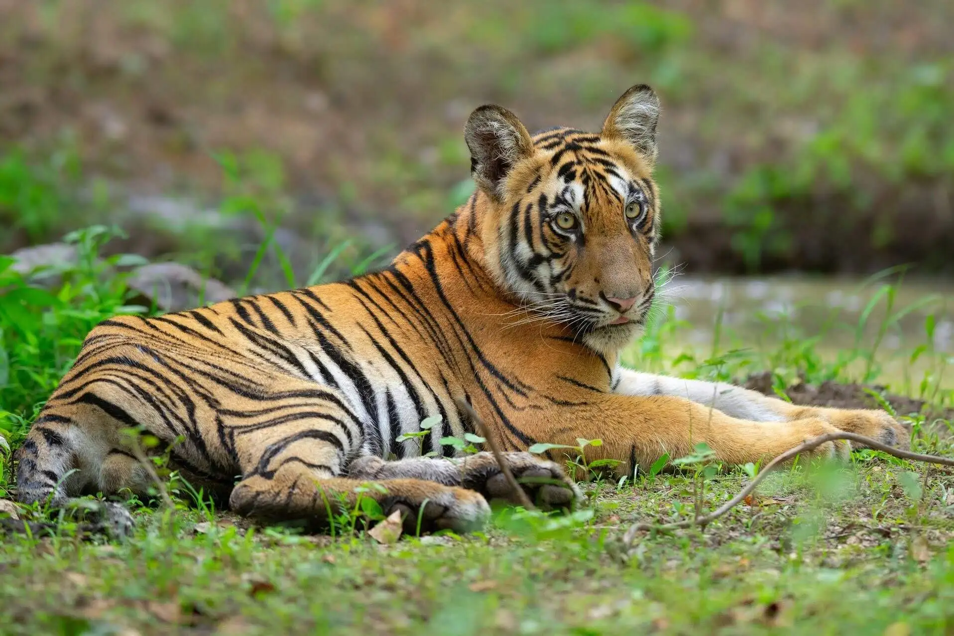 Royal Bengal Tiger on green Grass Royal Bengal Tiger on green Grass