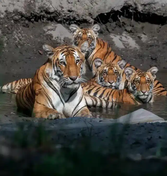 Top 5 Tiger Tours in India