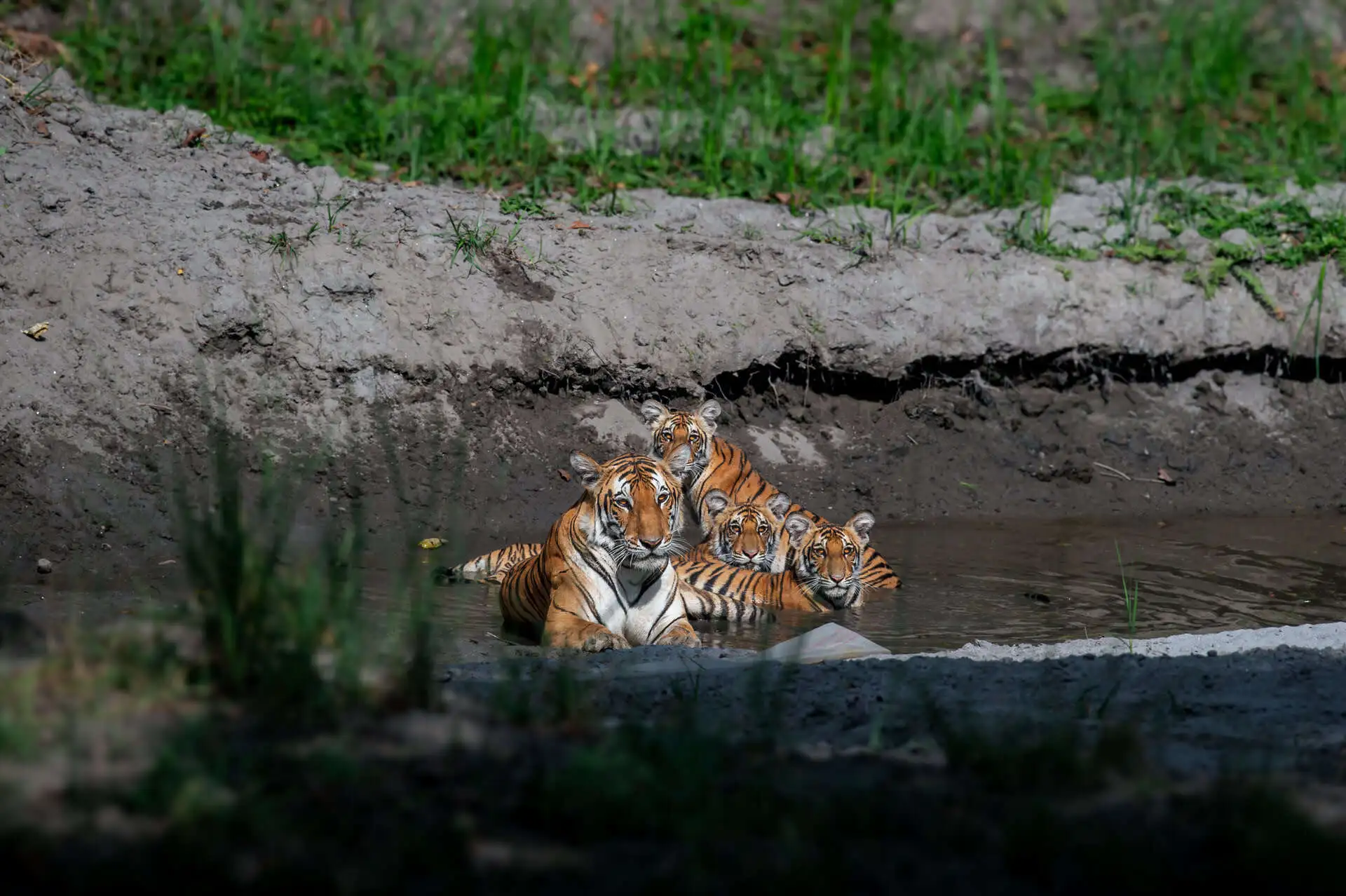 dudhwa-tigers-in-water dudhwa-tigers-in-water