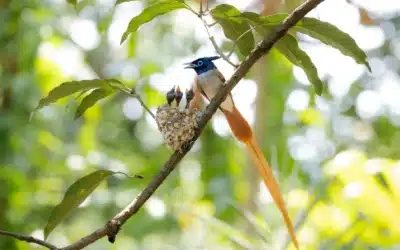 Most Popular Birds of India You’d Love to Discover