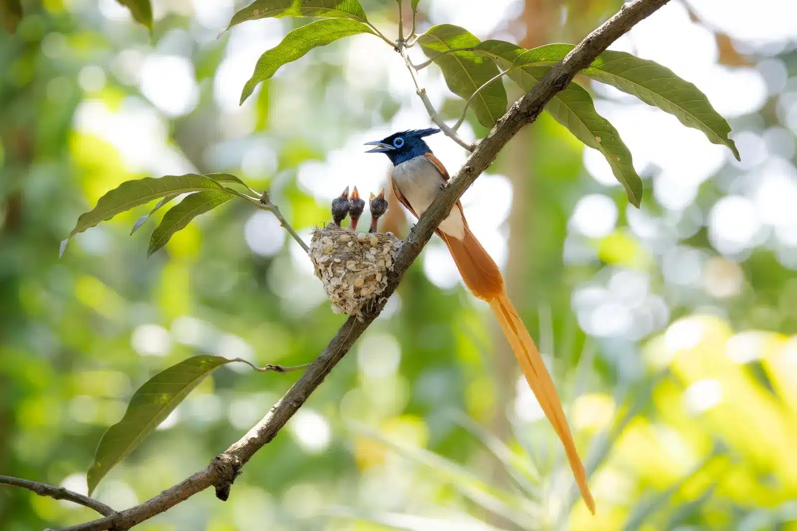 indian-paradise-flycatcher indian-paradise-flycatcher