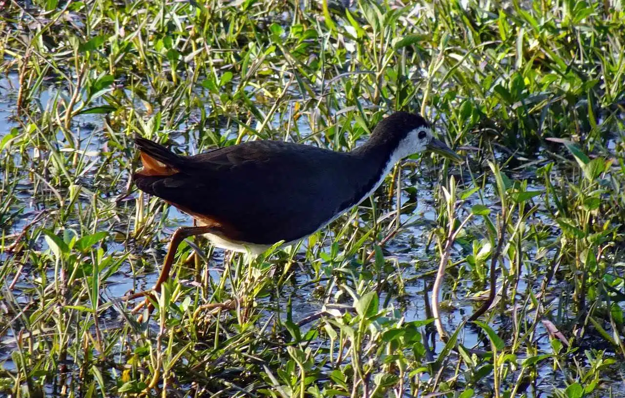 white-breasted-waterhen white-breasted-waterhen