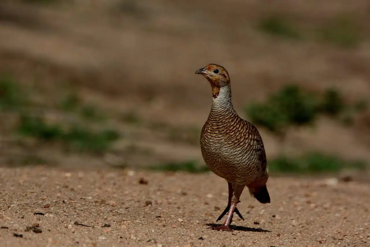 painted-francolin painted-francolin