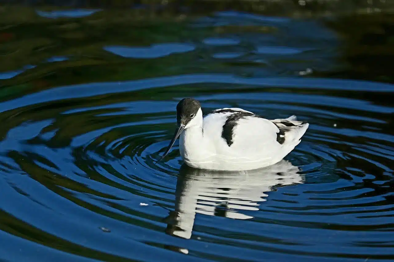 pied-avocet pied-avocet