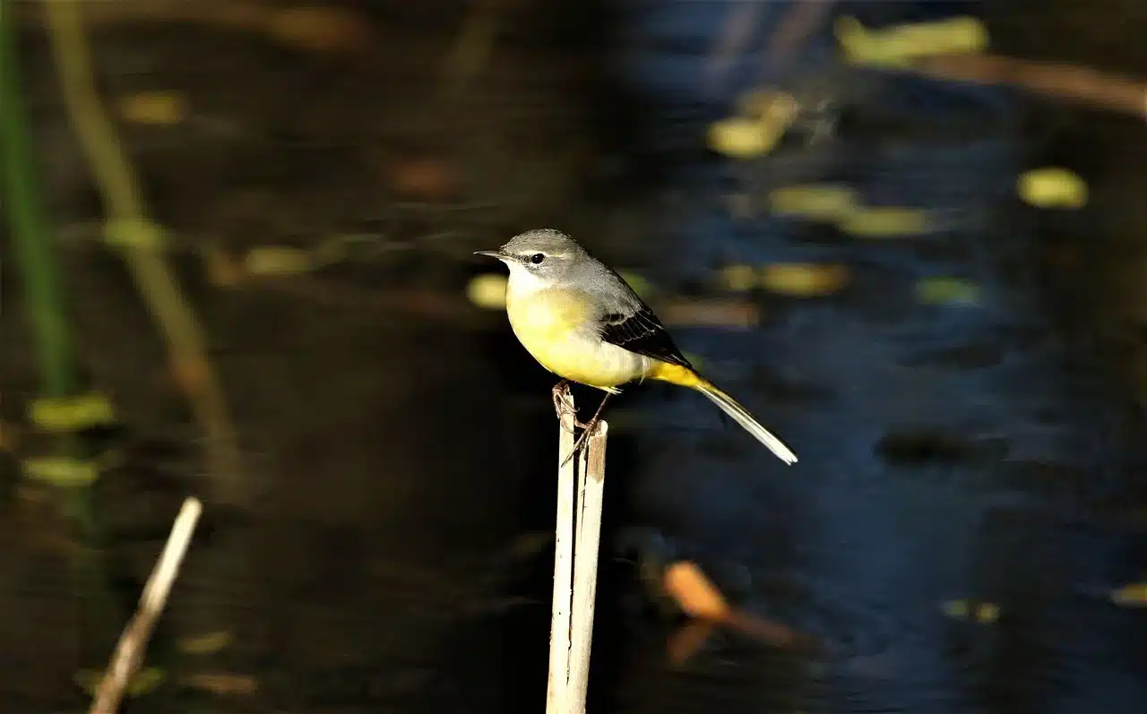 grey-wagtail grey-wagtail