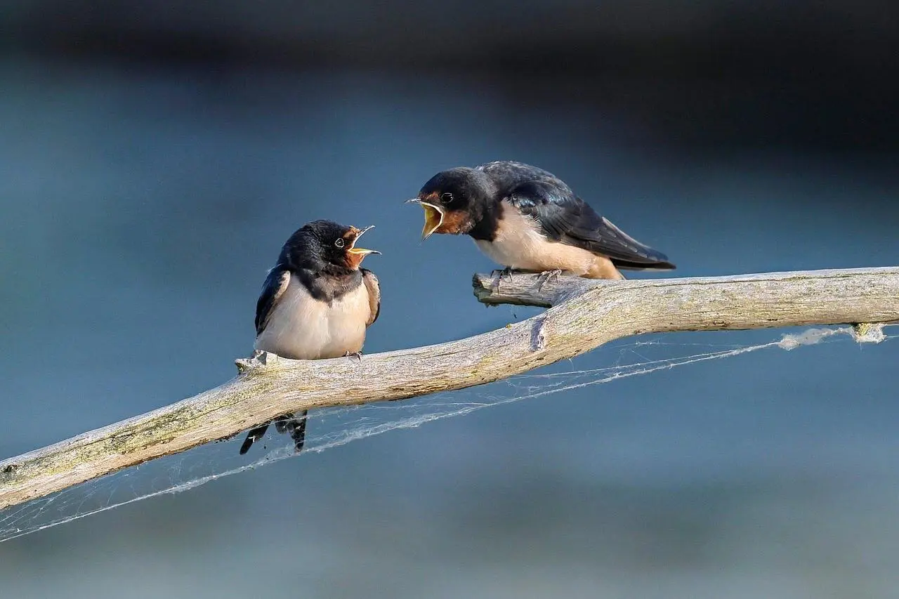 barn-swallow barn-swallow