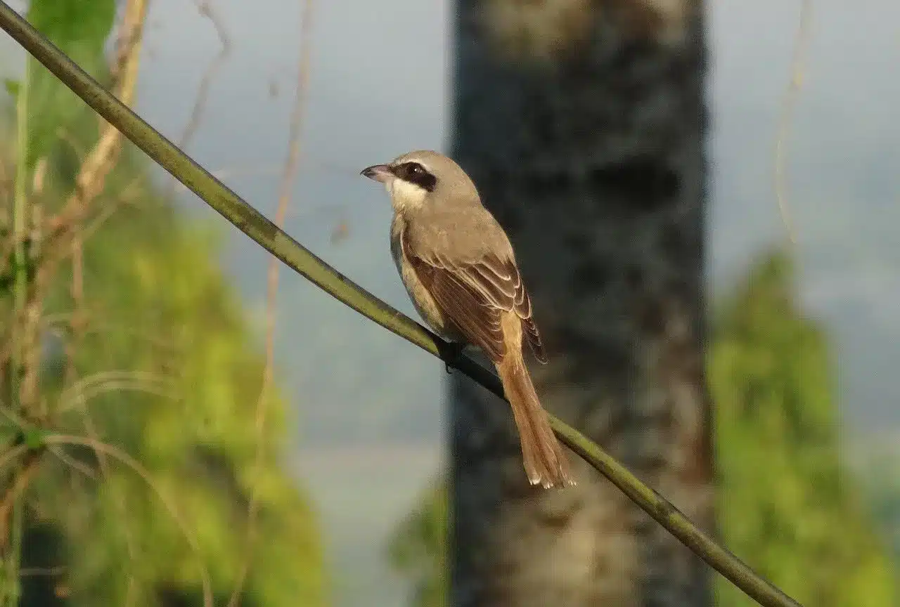 brown-shrike brown-shrike