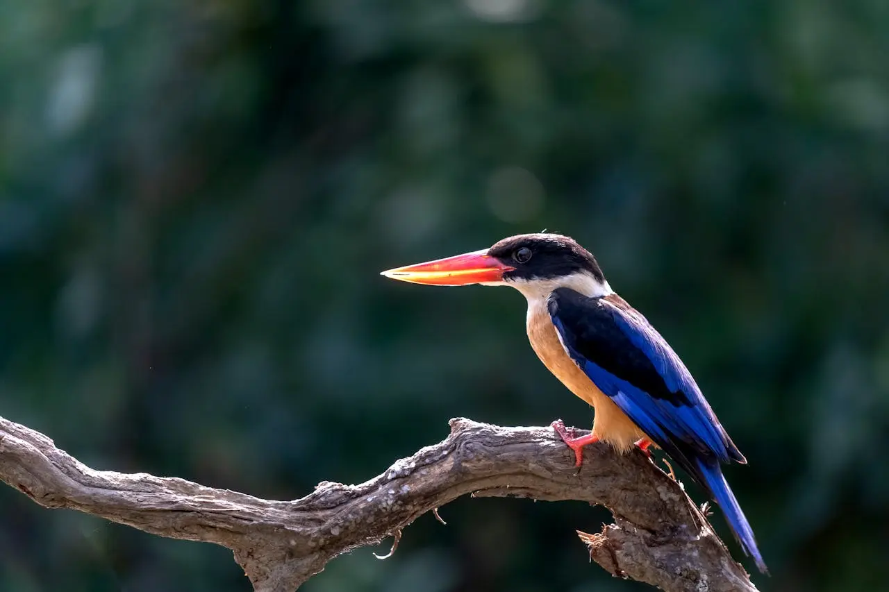 black-capped-kingfisher black-capped-kingfisher