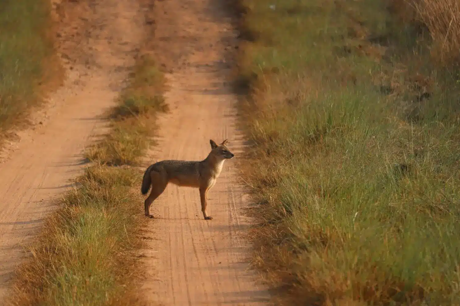 golden-jackal-on-dirt-road golden-jackal-on-dirt-road