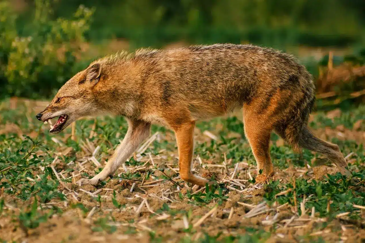 golden-jackal-in-jungle golden-jackal-in-jungle