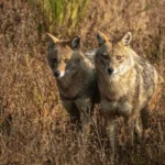 golden-jackal-in-brown-grass