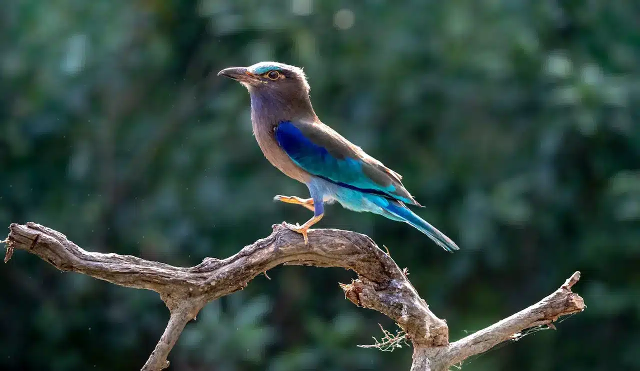 indian-roller indian-roller