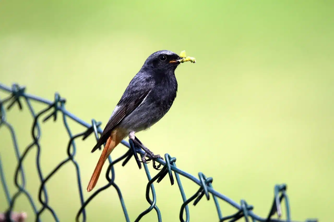 black-redstart-male black-redstart-male