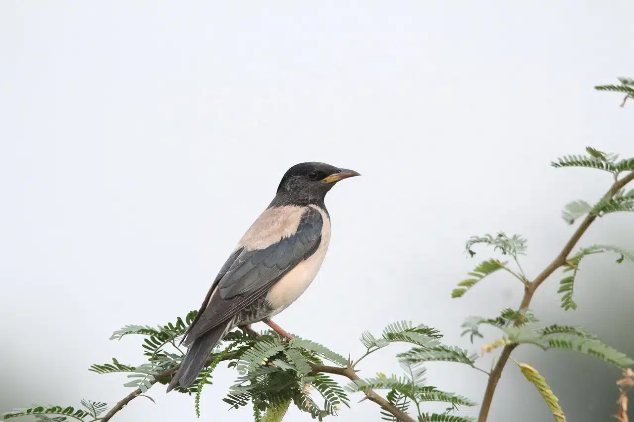 rosy-starling rosy-starling