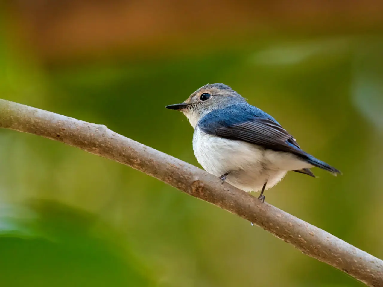 ultramarine-flycatcher ultramarine-flycatcher