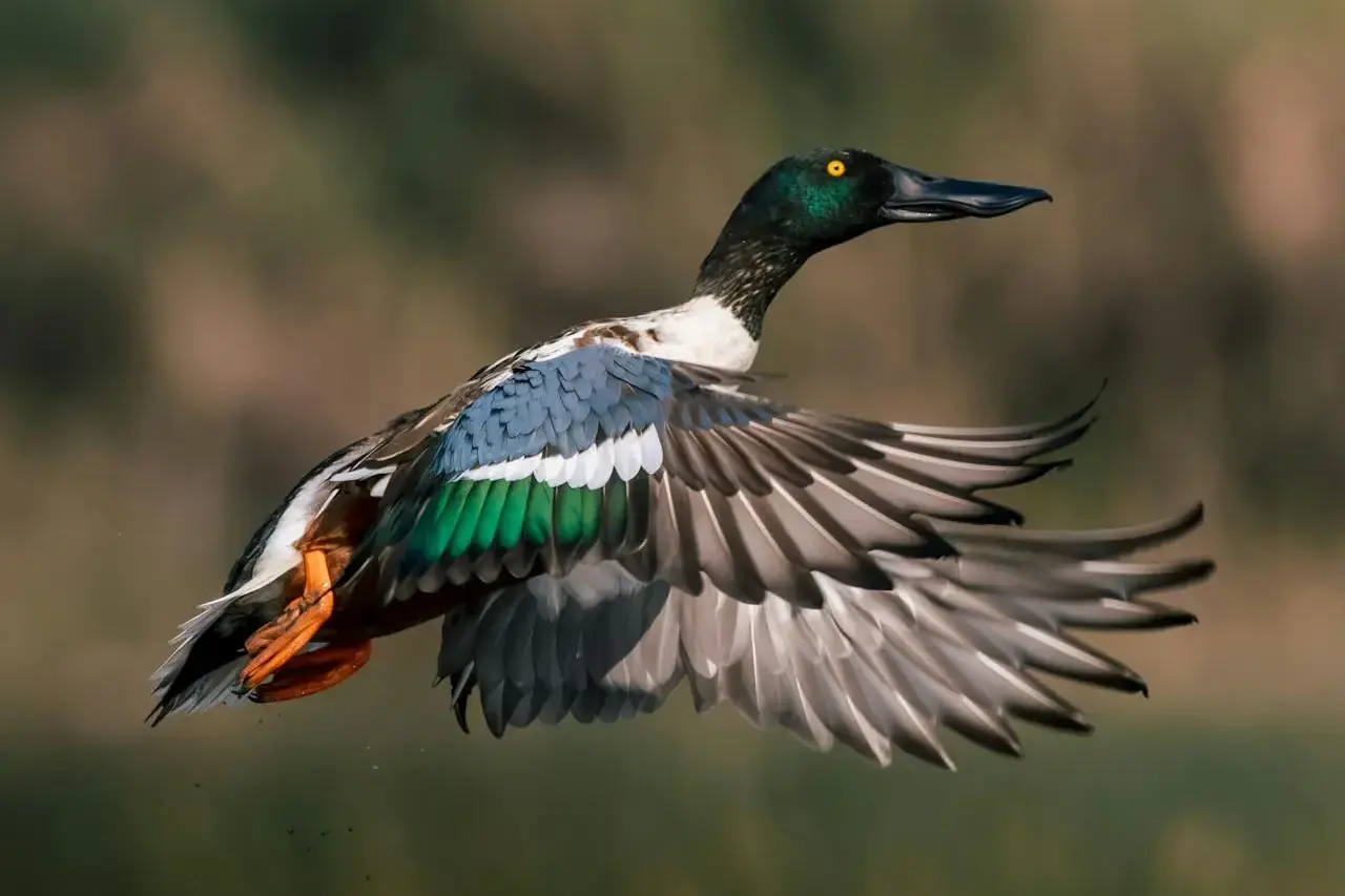 northern-shoveler northern-shoveler