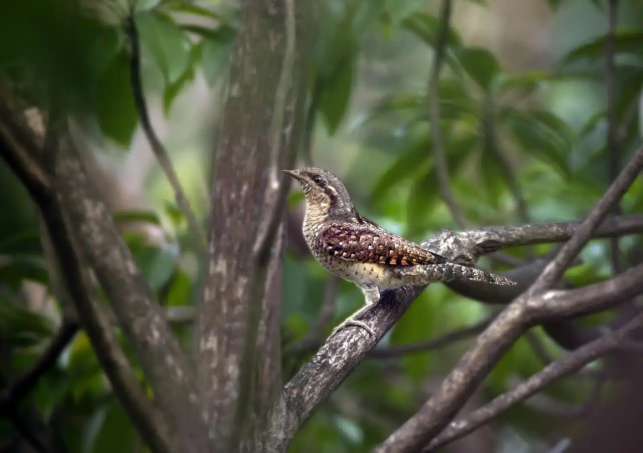 eurasian-wryneck eurasian-wryneck