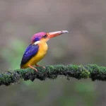 oriental-dwarf-kingfisher