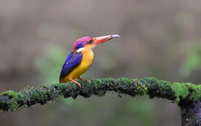 Oriental Dwarf Kingfisher – Jewel of Indian Forests
