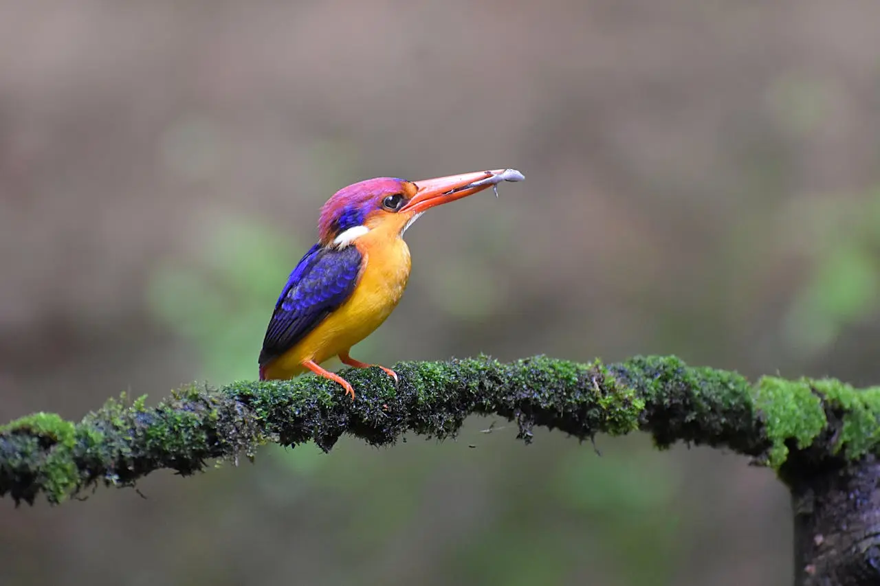 oriental-dwarf-kingfisher oriental-dwarf-kingfisher