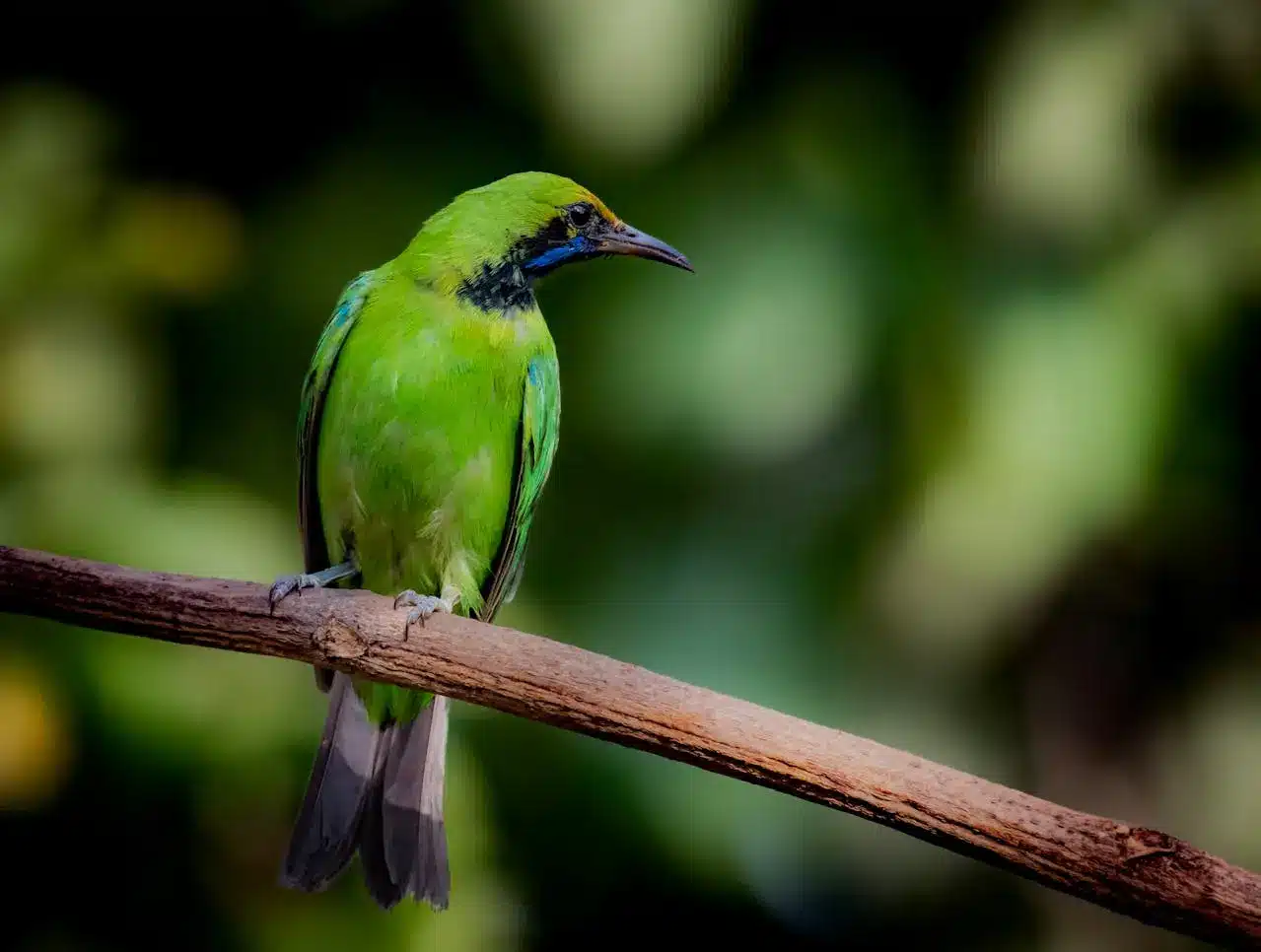 jerdons-leafbird jerdons-leafbird