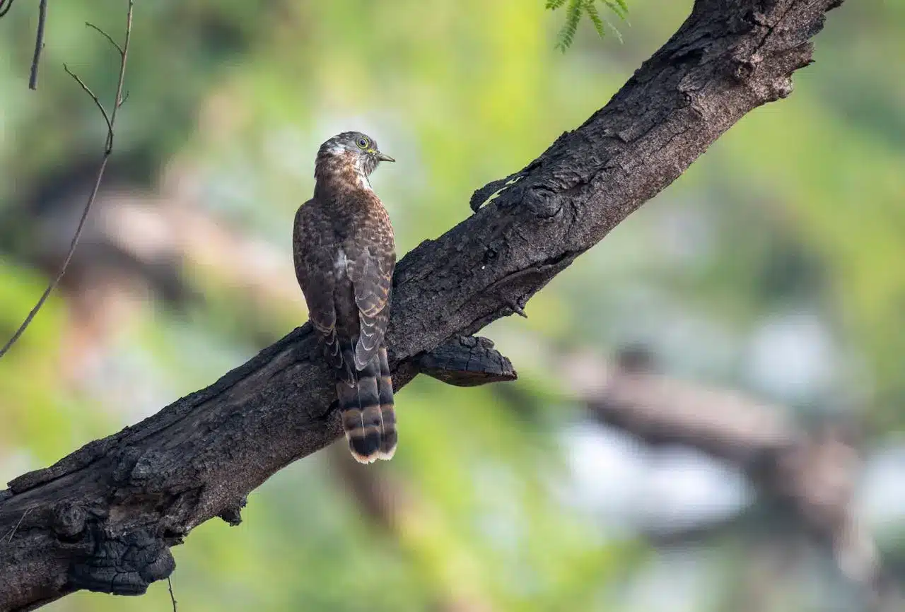 indian-cuckoo indian-cuckoo