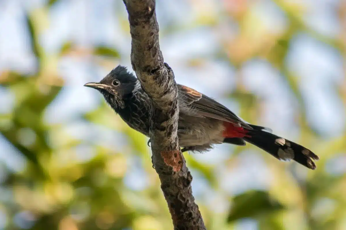 red-vented-bulbul