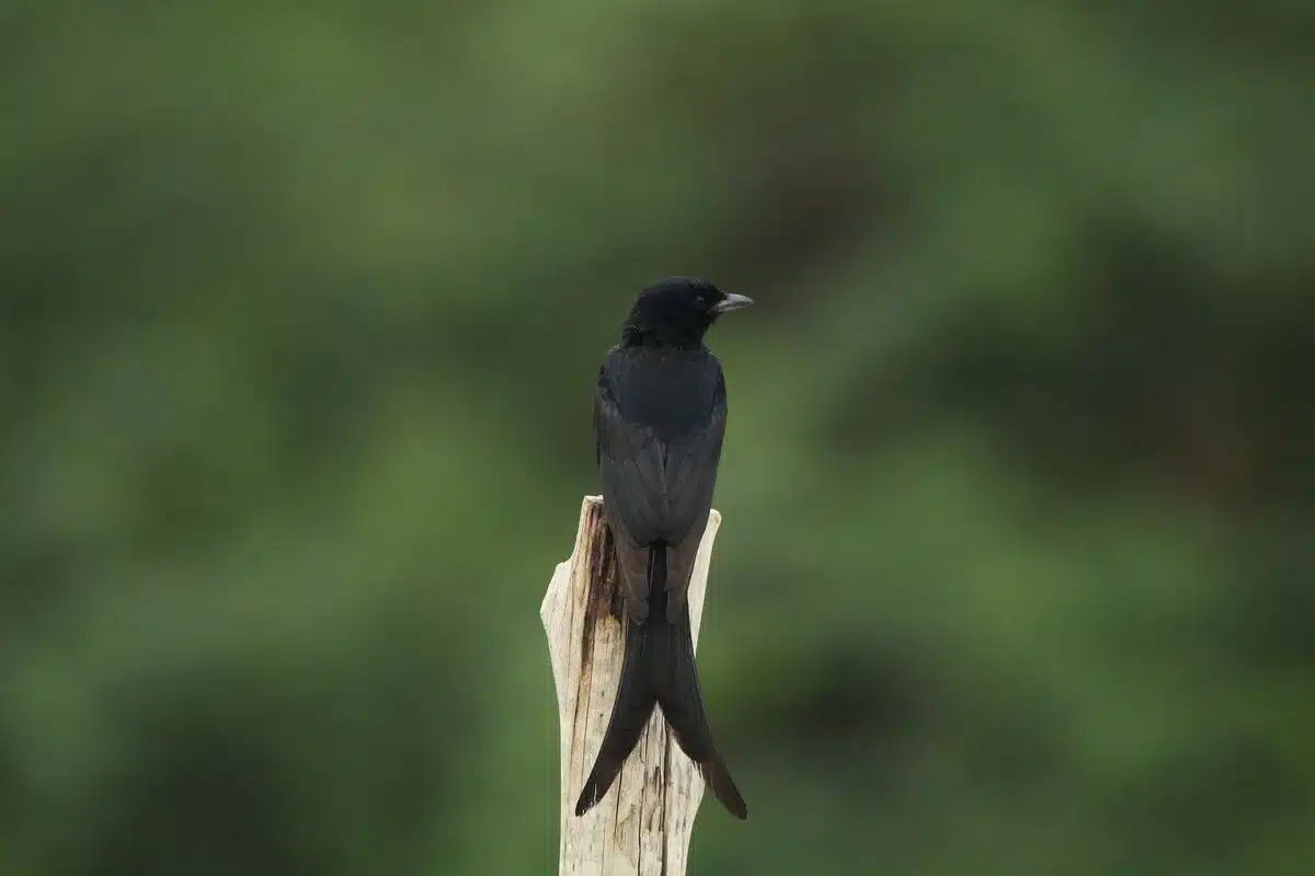 black-drongo black-drongo