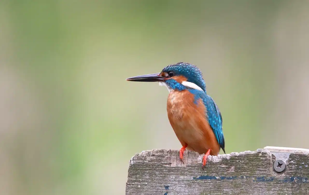 the-common-kingfisher the-common-kingfisher