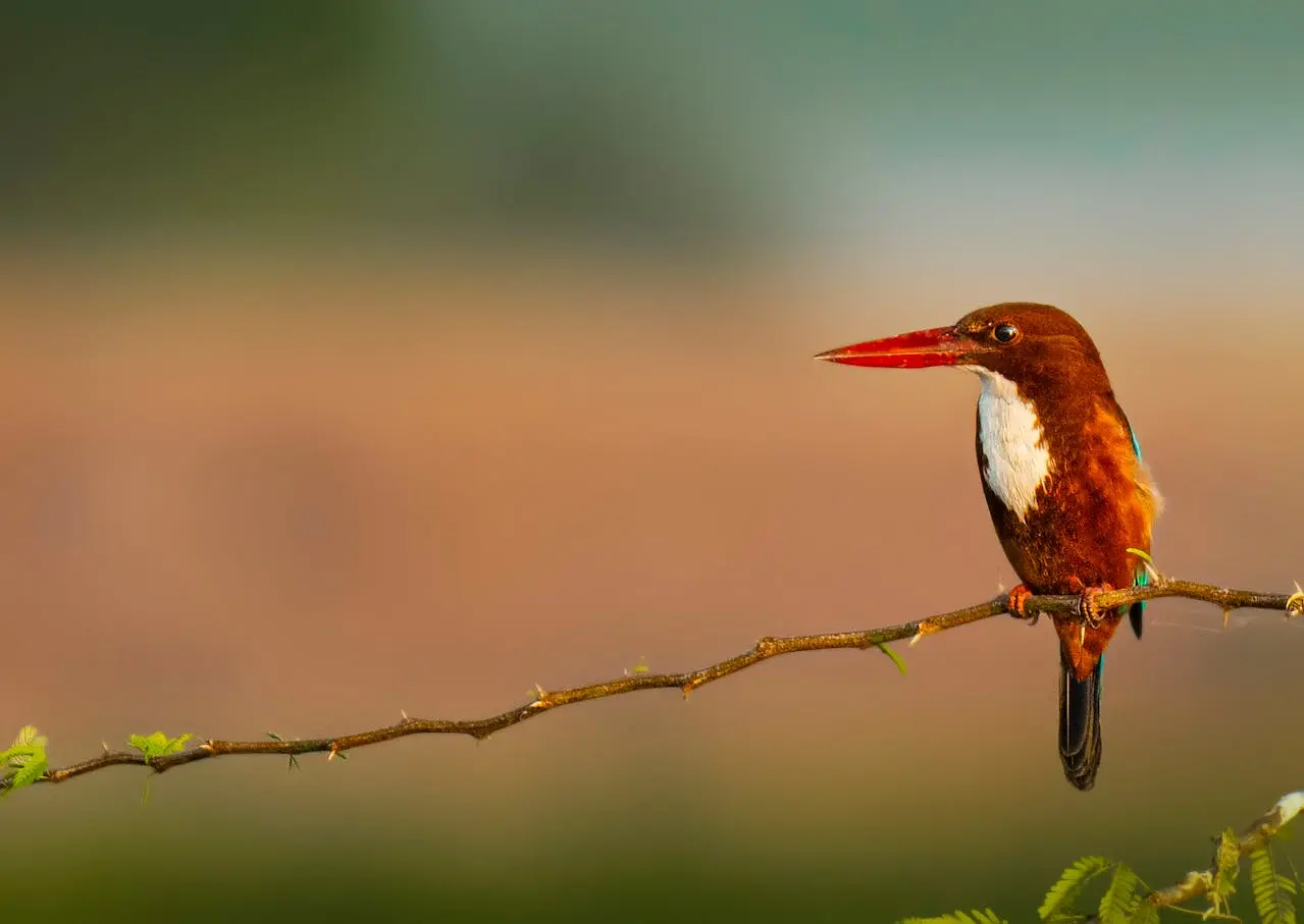 white-throated-kingfisher white-throated-kingfisher