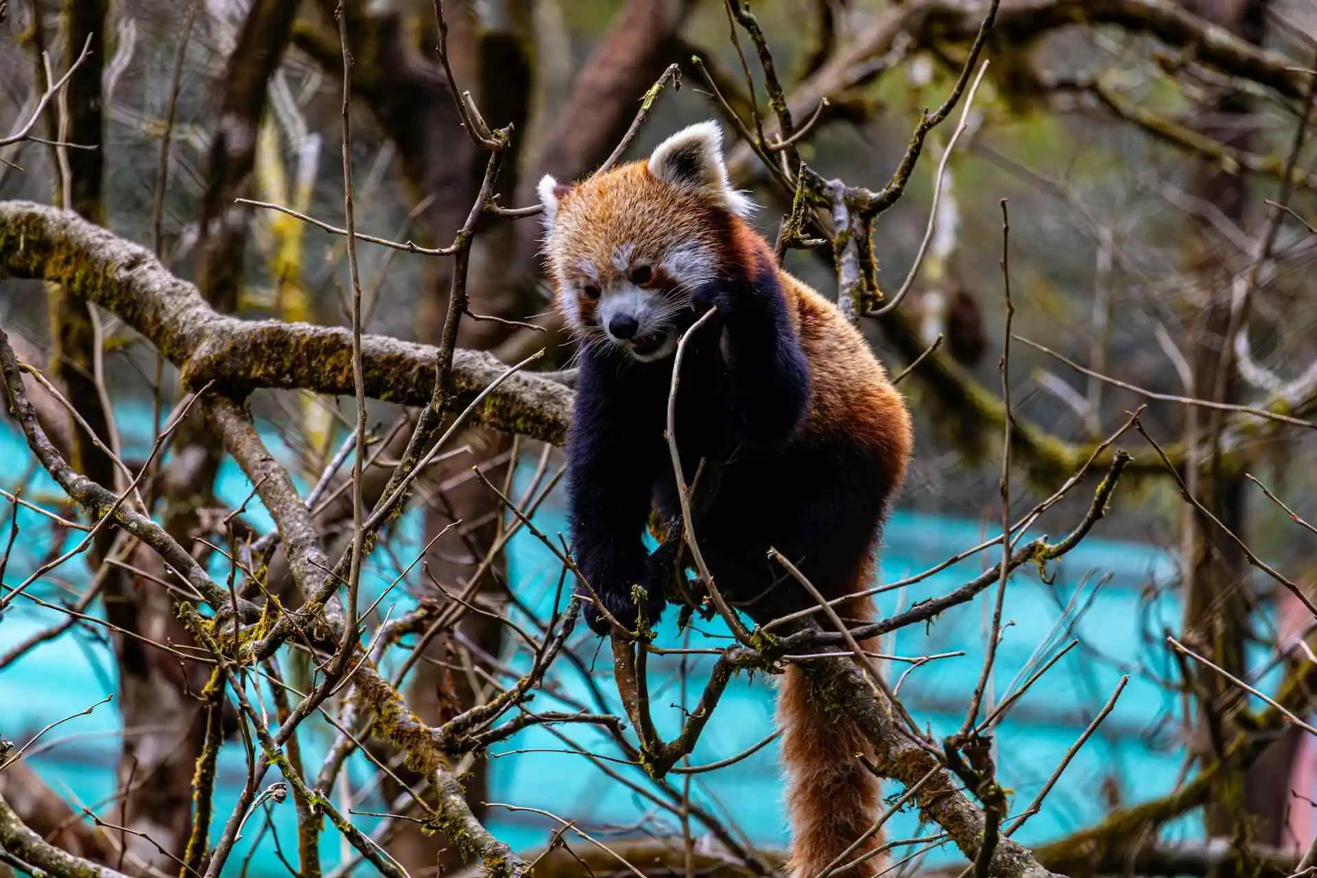 red-panda-on-branch red-panda-on-branch
