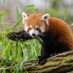 red-panda-bamboo-leaves