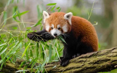 Red Panda Wildlife Guide | Habitat, Diet & Threats