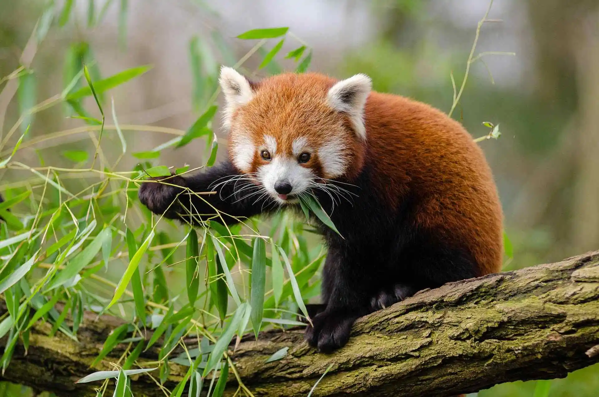 red-panda-bamboo-leaves red-panda-bamboo-leaves