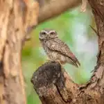 india-owls