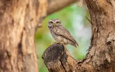 Owls of India