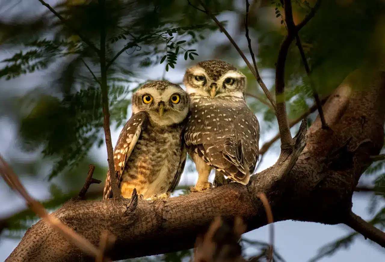 forest-owlet forest-owlet
