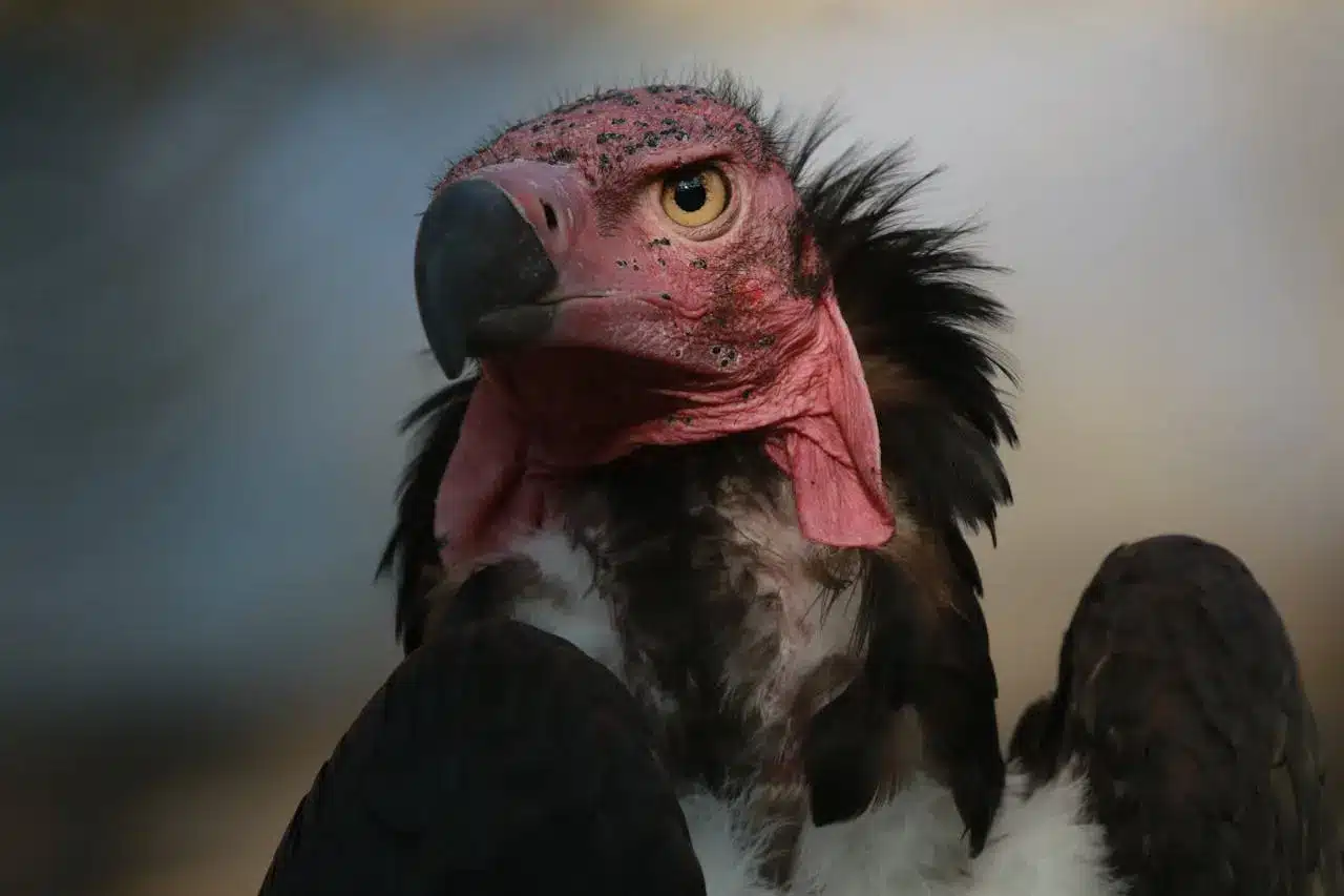 red-headed-vulture red-headed-vulture