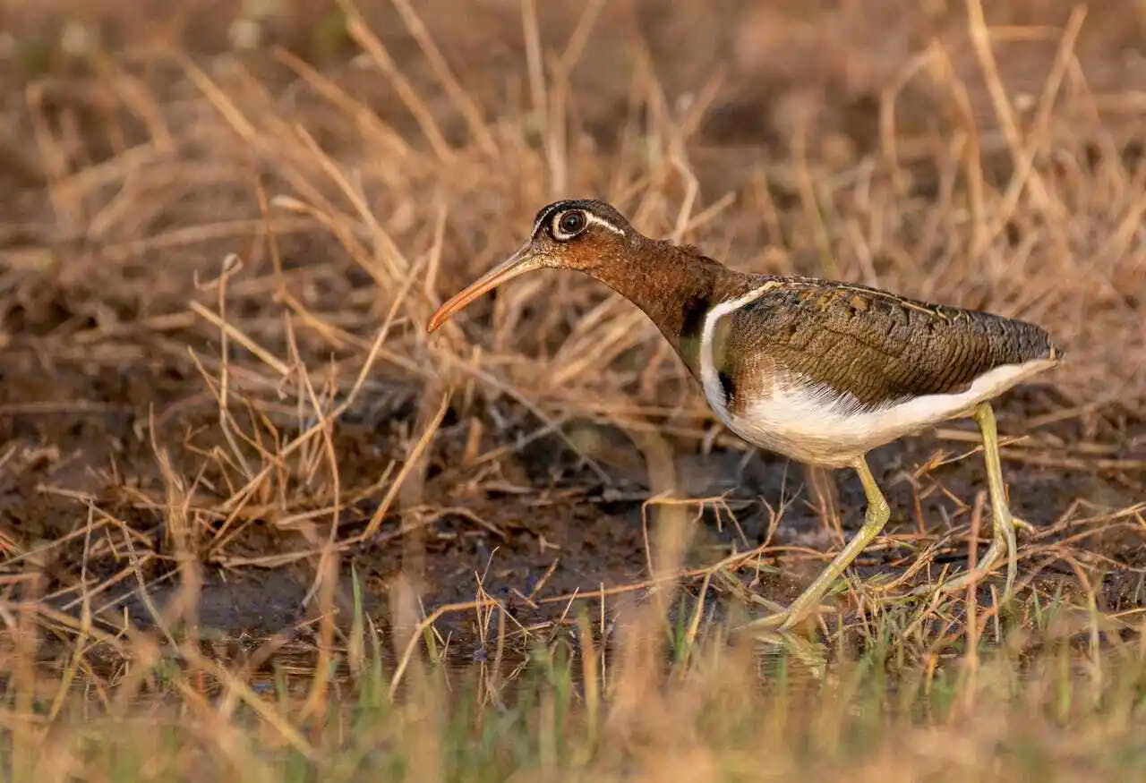 greater-painted-snipe greater-painted-snipe